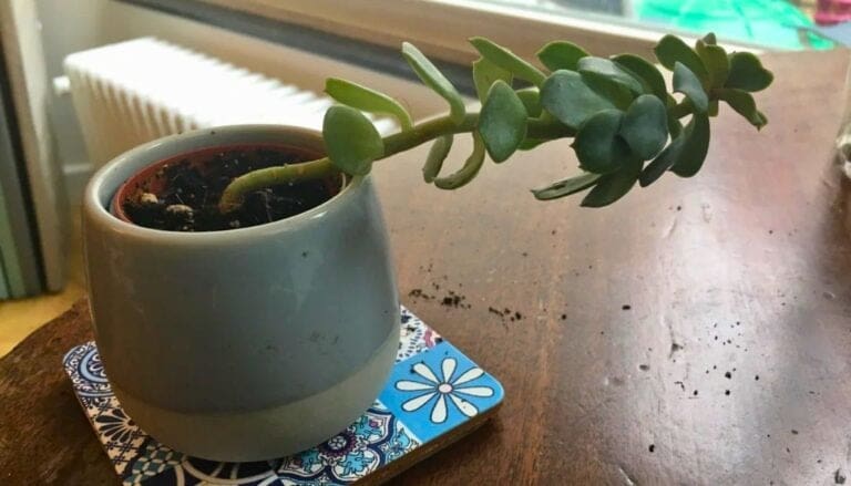 7 Reasons Your Succulent Plant is Leaning: Discover Solutions to Keep It Upright