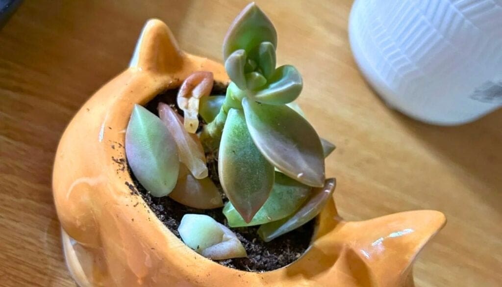 Succulent losing leaves
