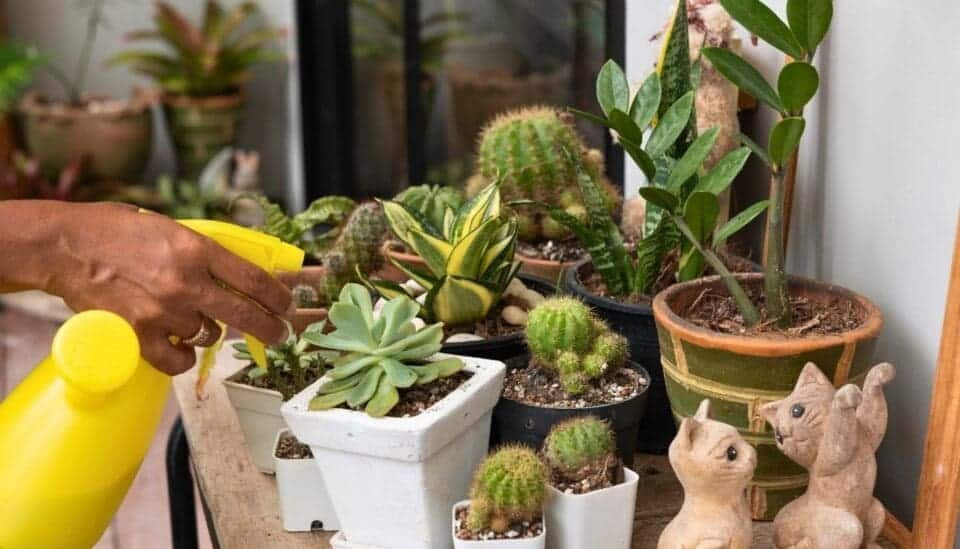 9 Tips To Keep Your Succulents Alive And Thriving! » Simplify Plants
