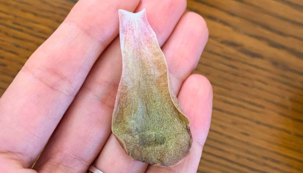 Succulent mushy leaves