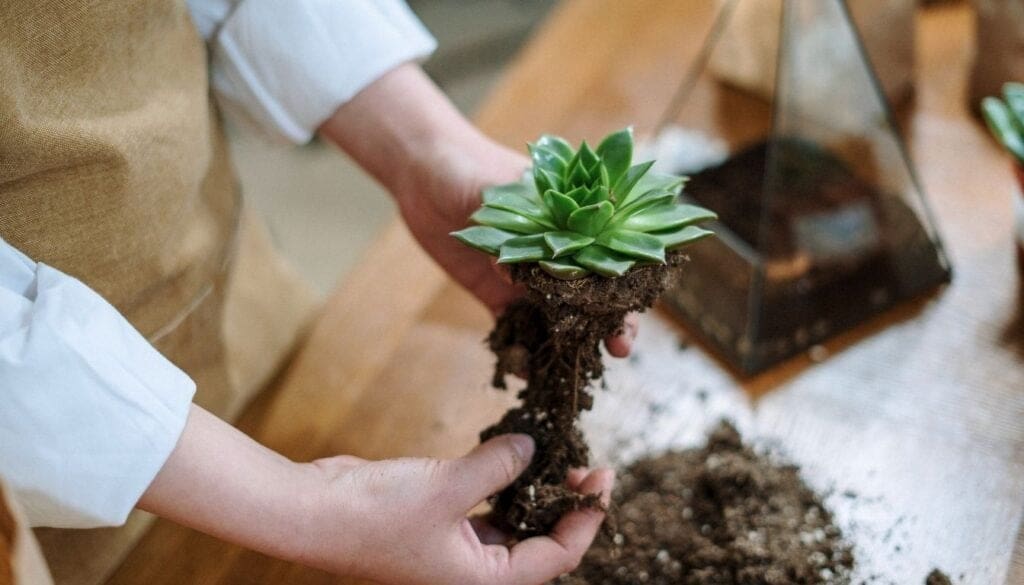 Succulent repotting 3