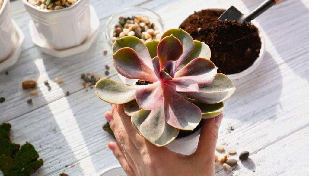 Succulent repotting 4