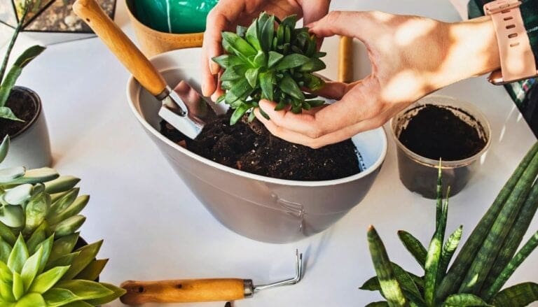 9 Tips for Potting Succulents Indoors!