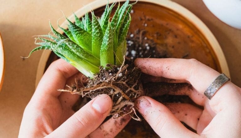 7 Tips to Transplant Succulents: Master the Art with Ease