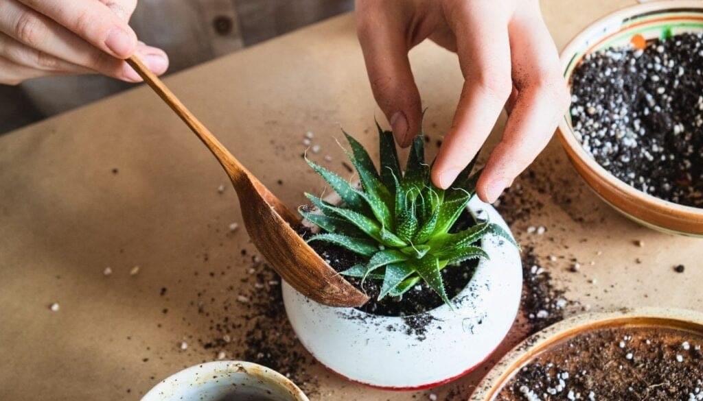 Succulent repotting 9