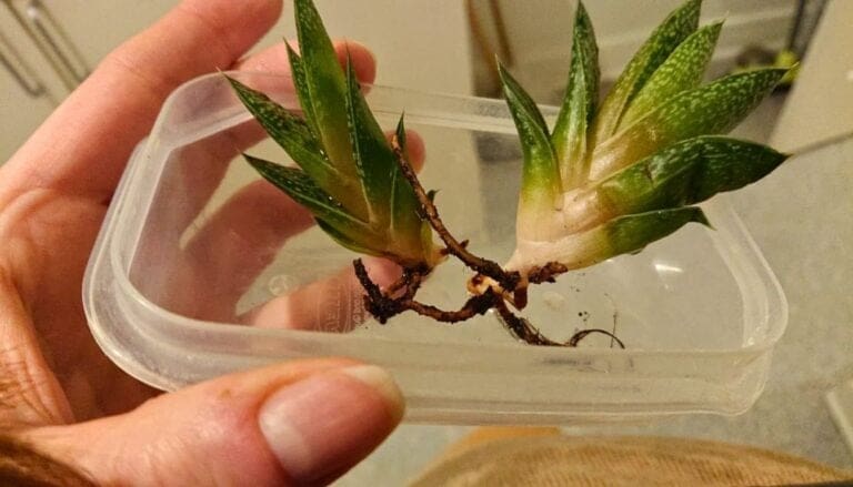 7 Tips to Fix Succulent Root Rot: Revive Your Plant Easily!