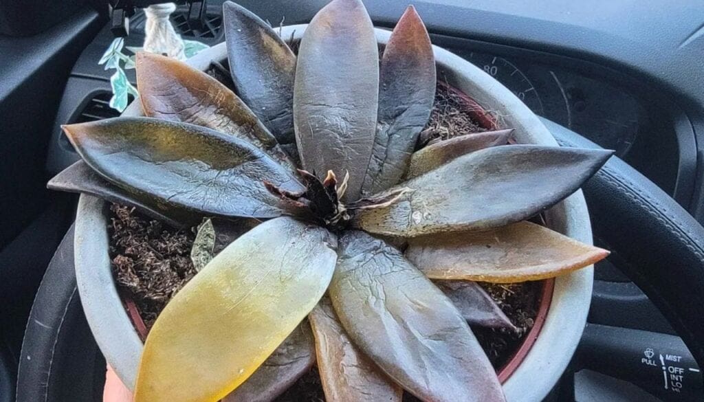 Succulent rotted and dead