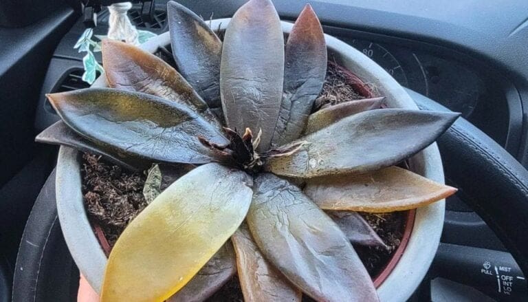 7 Tips to Save Your Overwatered Succulent: Rescue Methods Revealed!