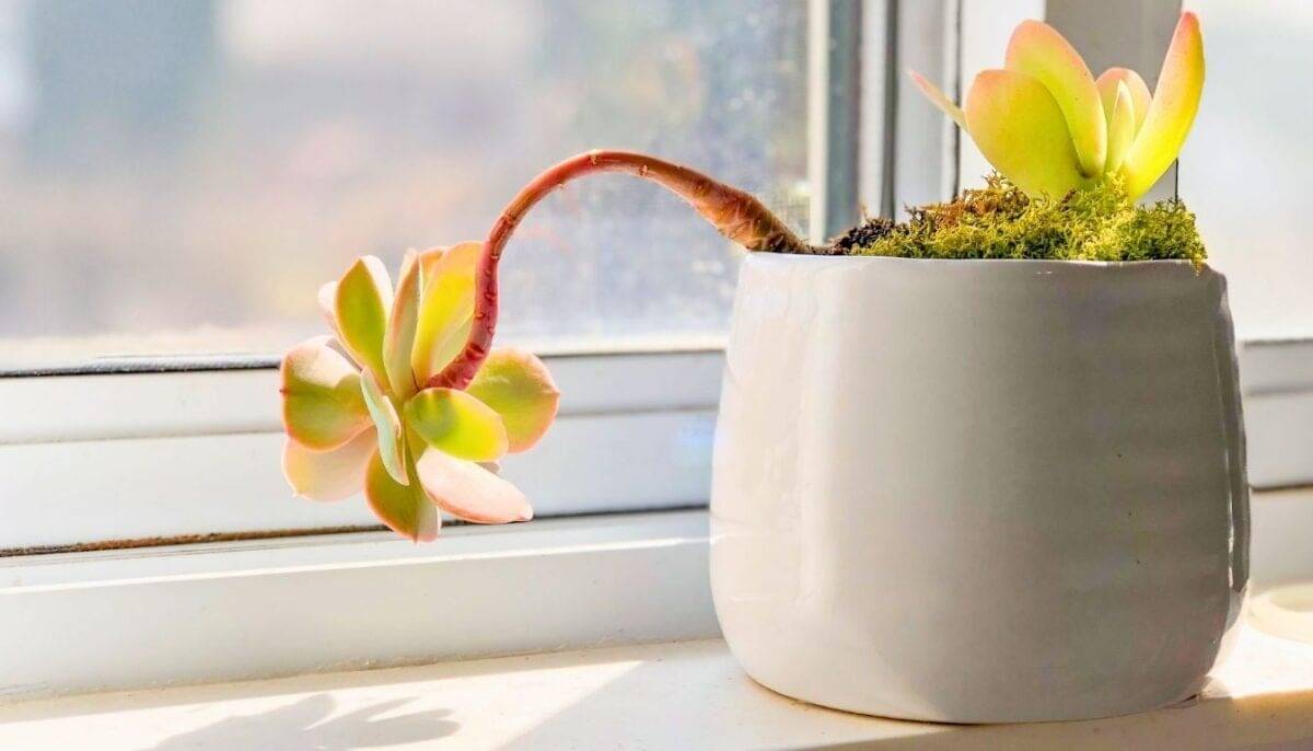 9 Tips To Keep Your Succulents Alive And Thriving! » Simplify Plants