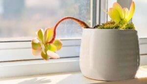 9 Tips To Keep Your Succulents Alive And Thriving! » Simplify Plants