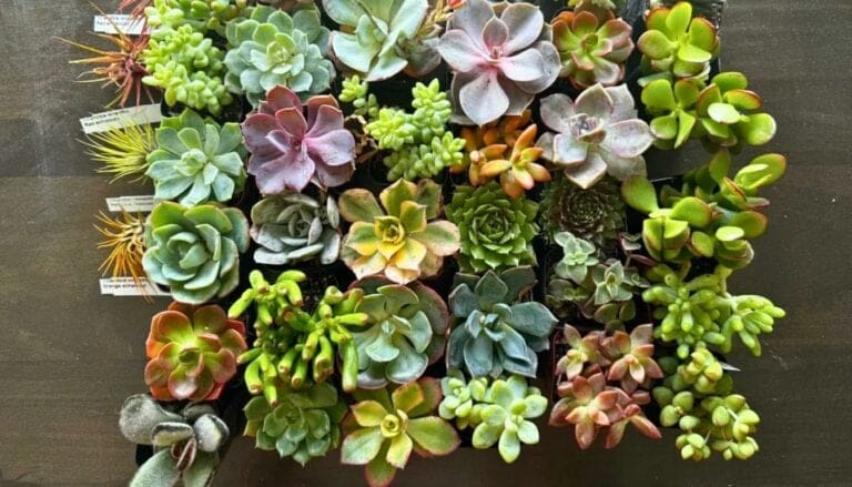 What Type of Succulent Do I Have?