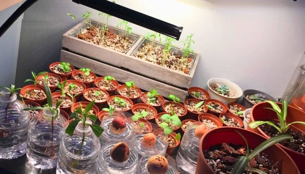 Succulent under growlight
