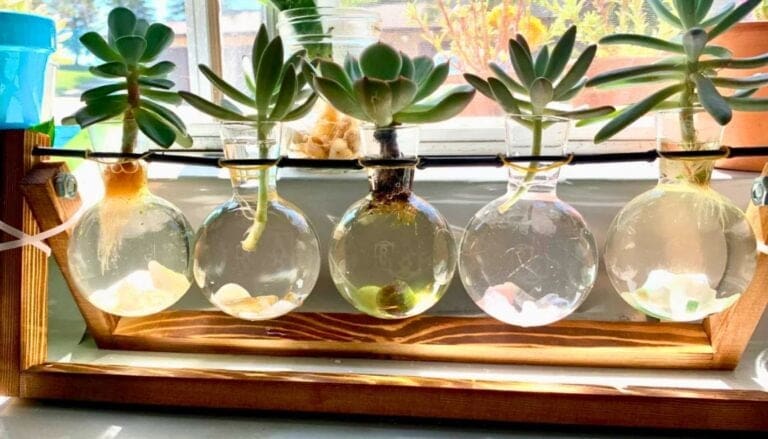 4 Easy Ways to Propagate Your Succulents at Home!