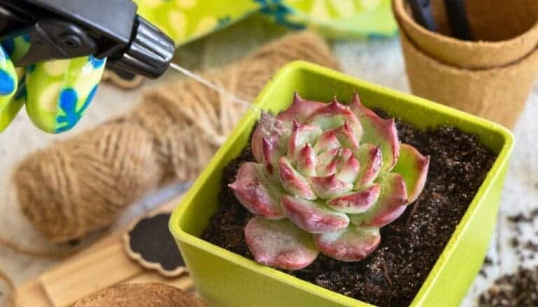 9 Tips To Keep Your Succulents Alive And Thriving! » Simplify Plants