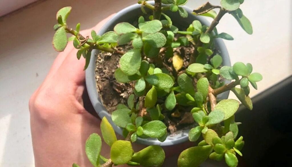 Succulent wrinkly 3