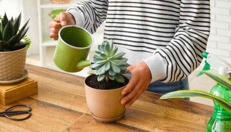 7 Tips to Water Your Succulents the Right Way: Master the Art of Care