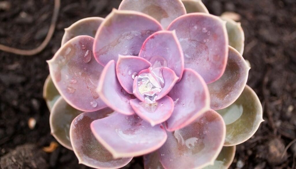 Watering Succulent 4