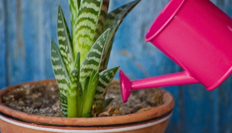 4 Summer Watering Mistakes You’re Probably Making and How to Fix Them