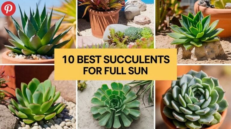 10 Best Succulents for Full Sun: Brighten Your Garden with These Easy Picks
