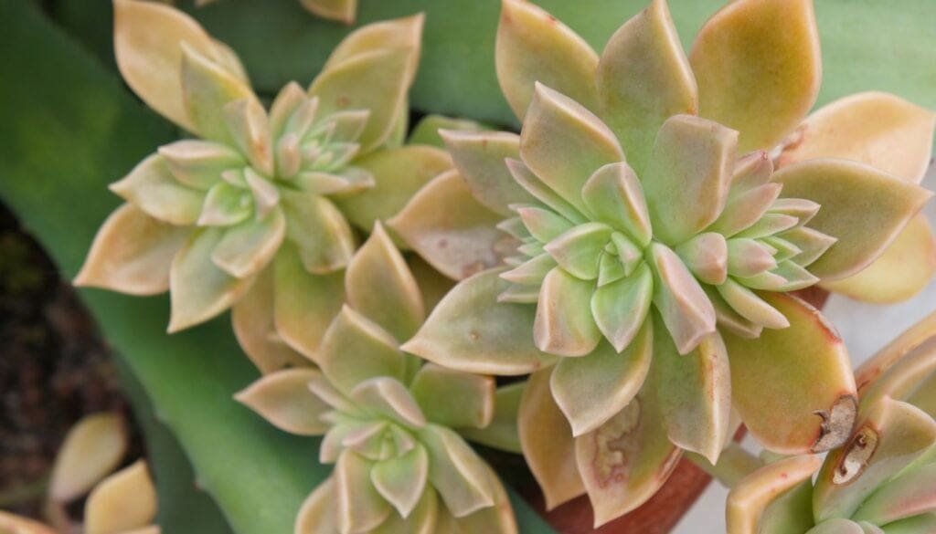 Graptopetalum paraguayense Ghost Plant