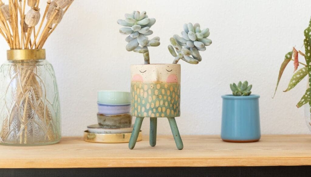 Pachyphytum