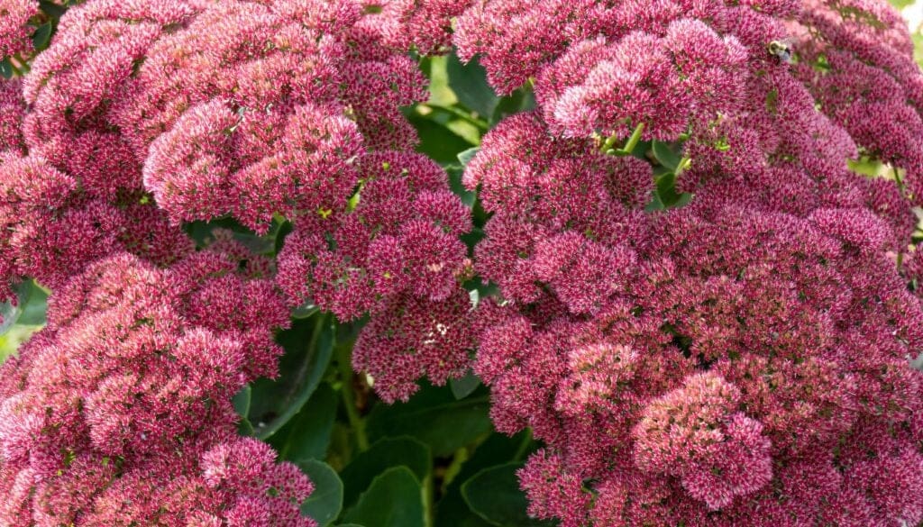 Sedum Autumn Joy