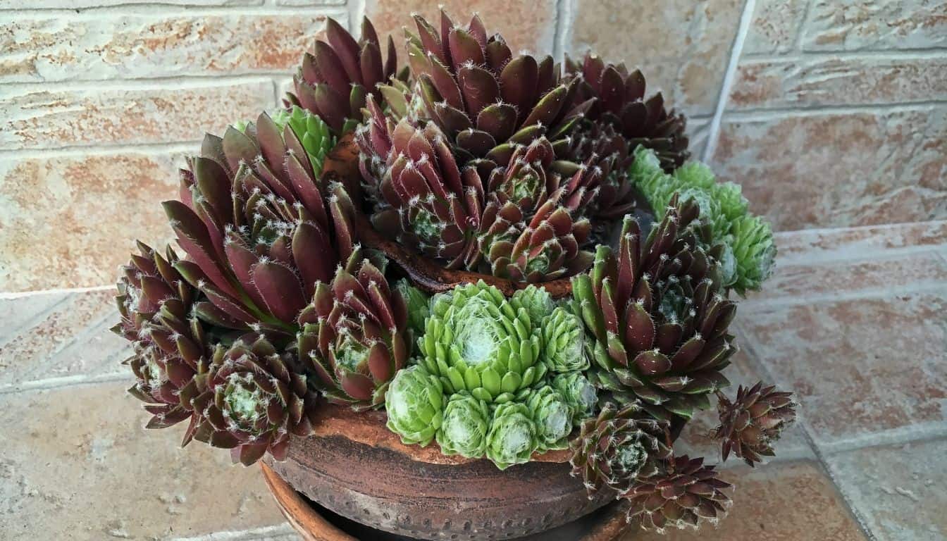 10 Best Succulents For Full Sun: Brighten Your Garden With These Easy ...