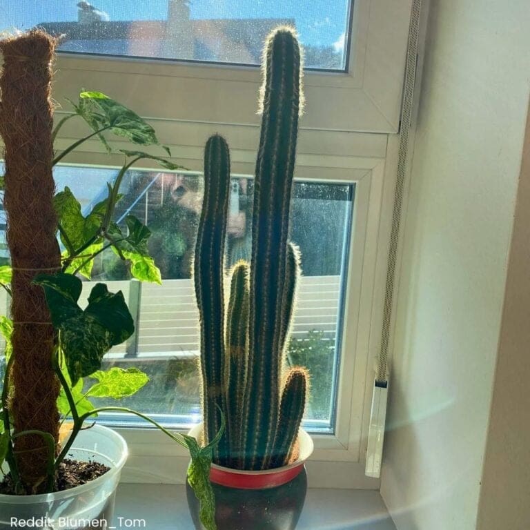 11 Tips to Care for Cactus Indoors