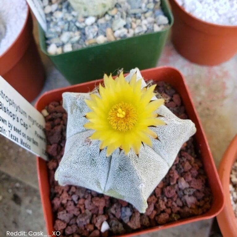 Bishops Cap Cactus Care