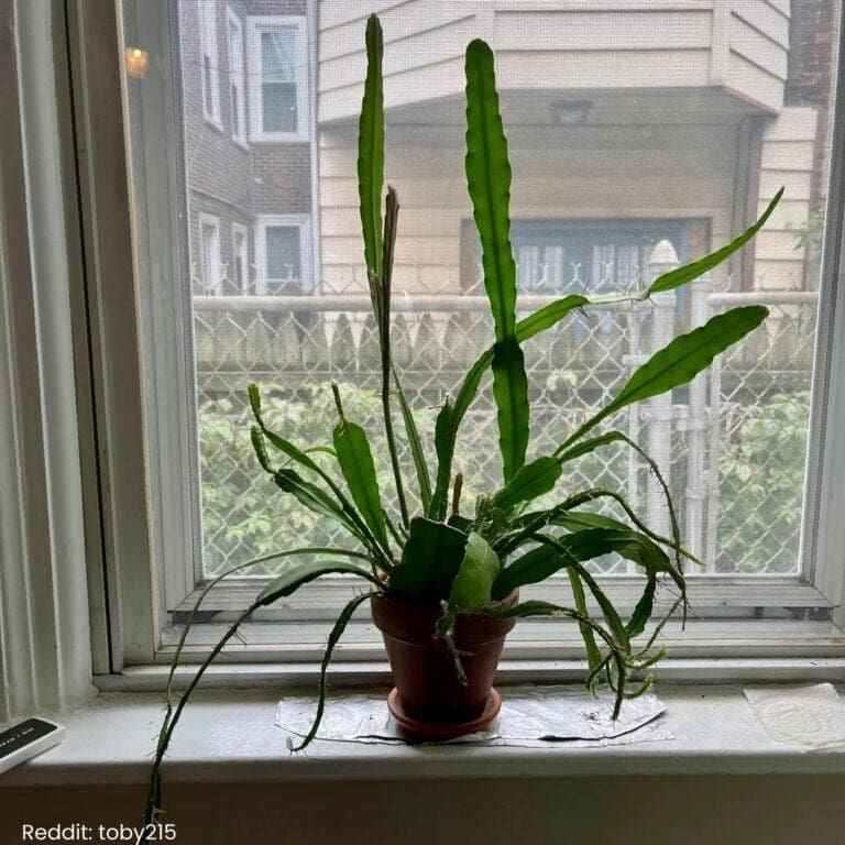 Epiphyllum (Orchid Cactus) Cactus Care