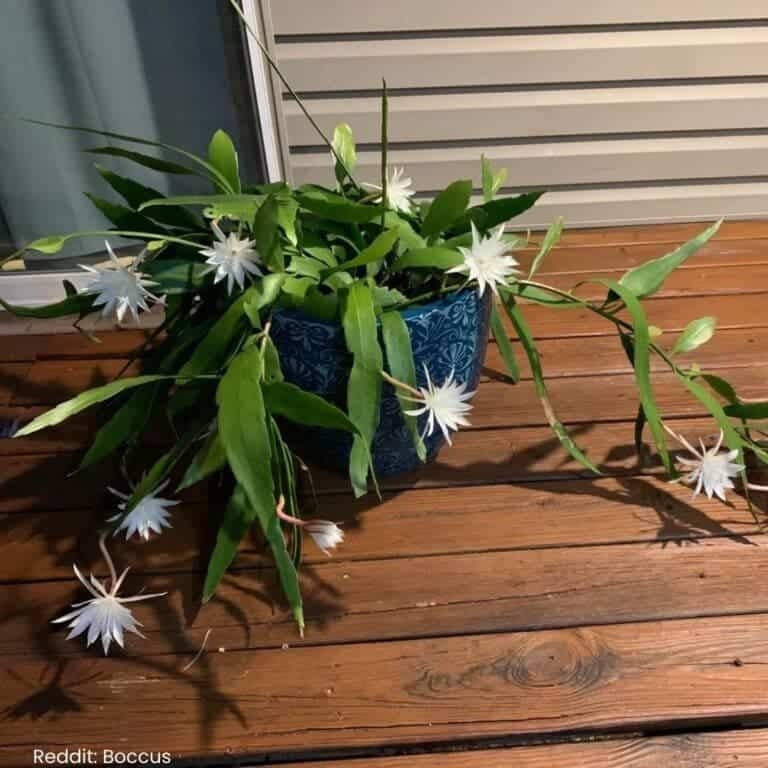 11 Tips To Care For Orchid Cactus And Help It Thrive