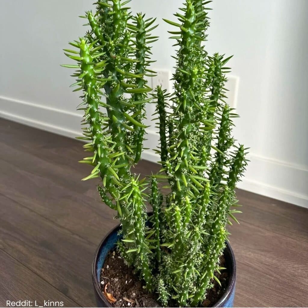 Eves Needle Cactus