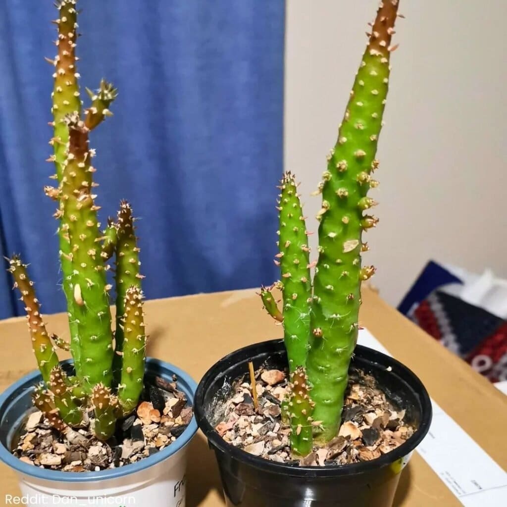 Eves Needle Cactus 2