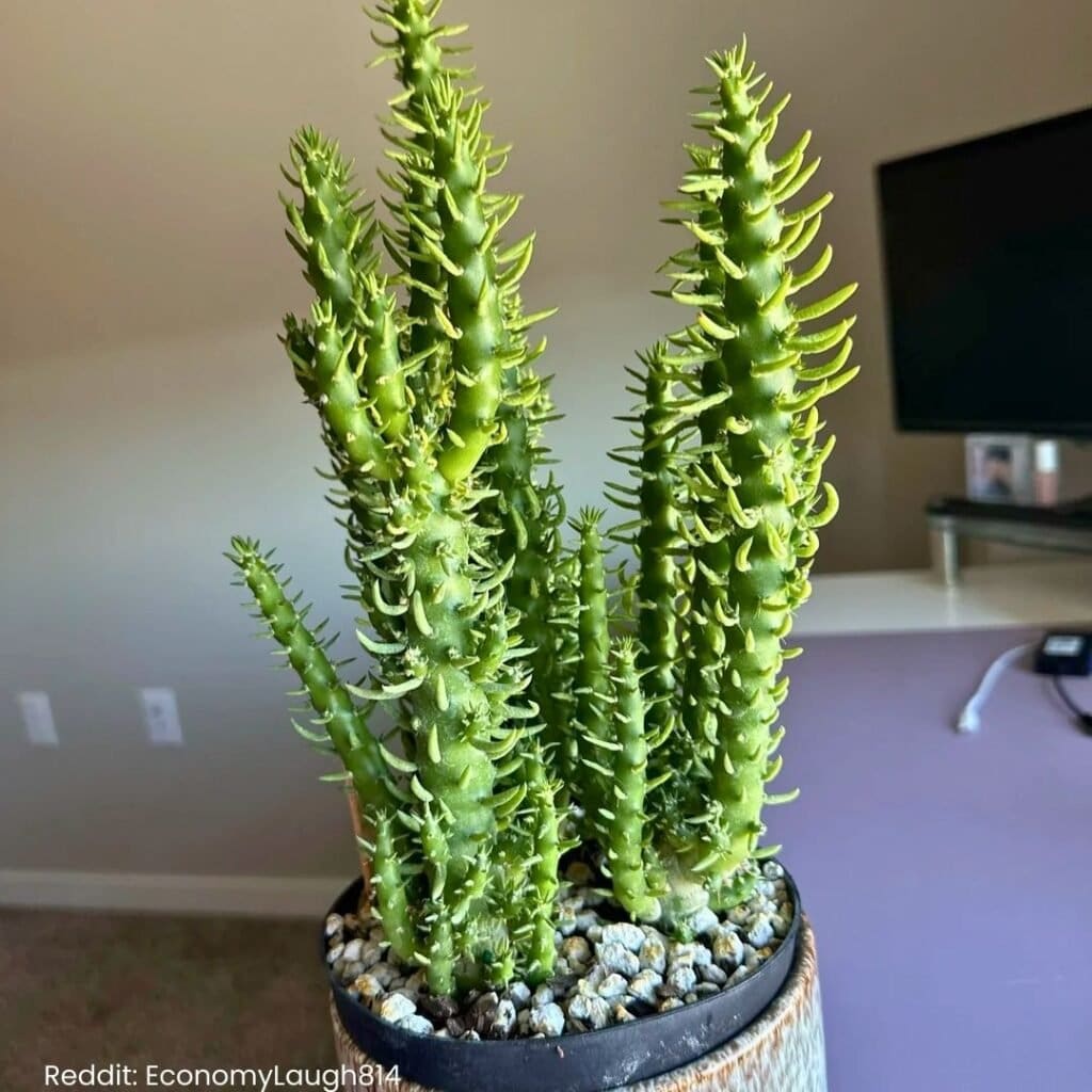 Eves Needle Cactus 3