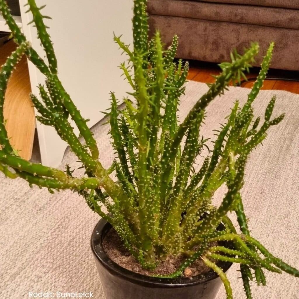 Eves Needle Cactus 5