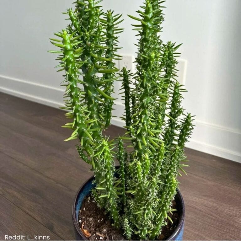 How to Care for Eve’s Needle Cactus?