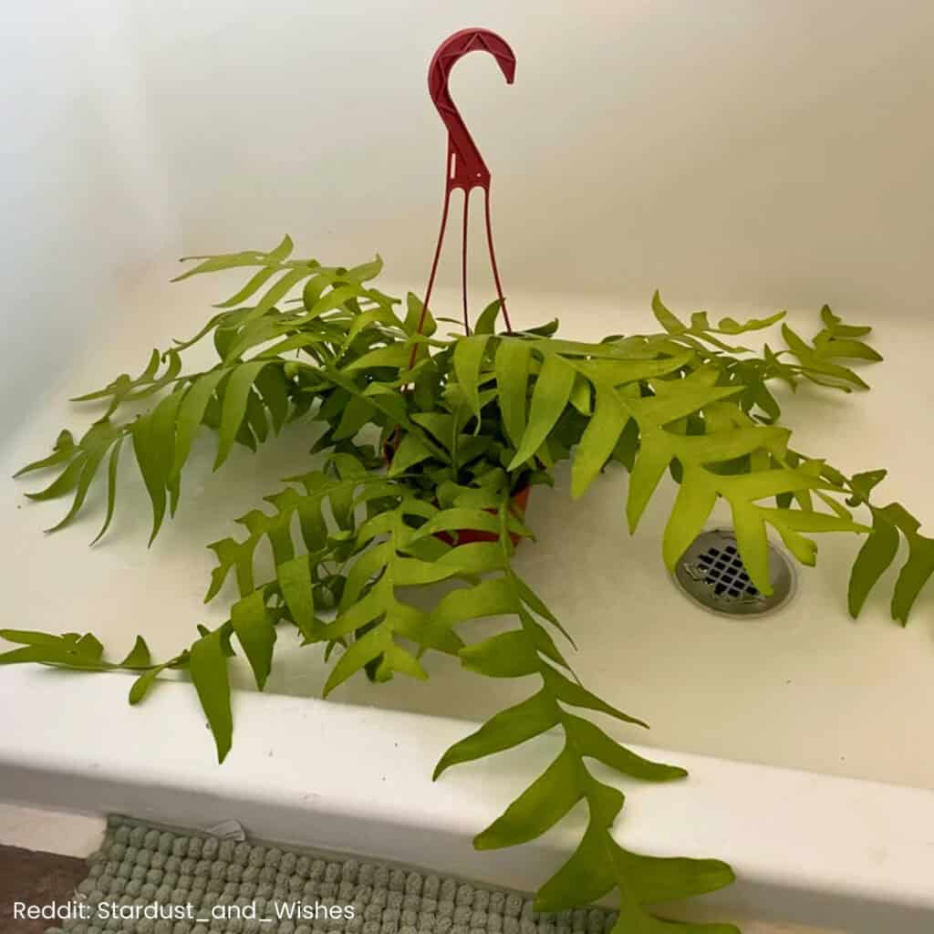 Fern Leaf Cactus Care 2