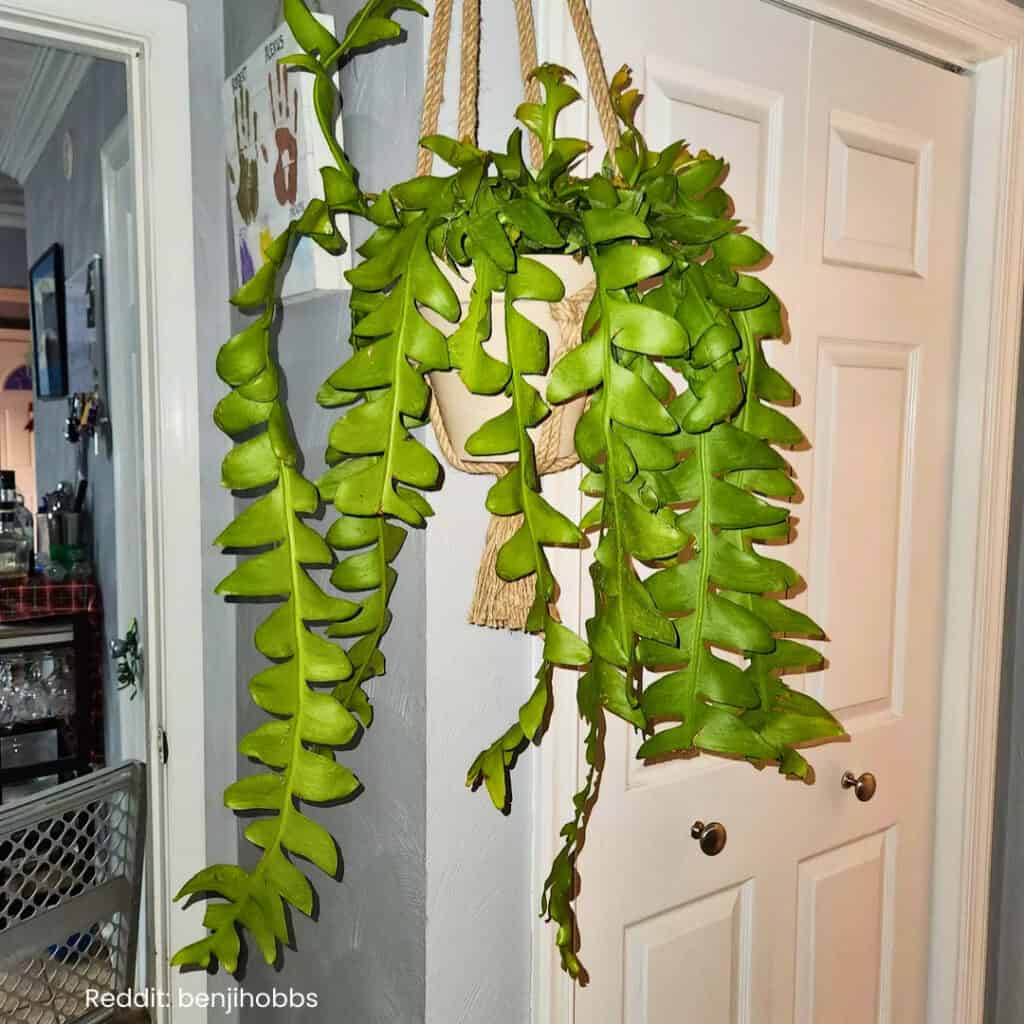 Fern Leaf Cactus Care 5