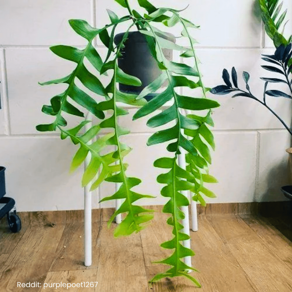 Fern Leaf Cactus Care 6