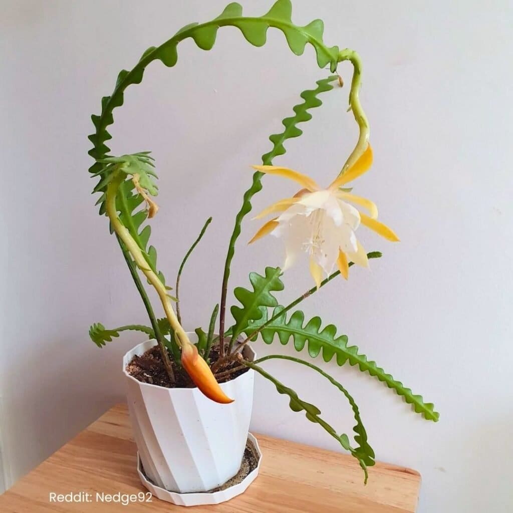Fishbone Cactus Care 2