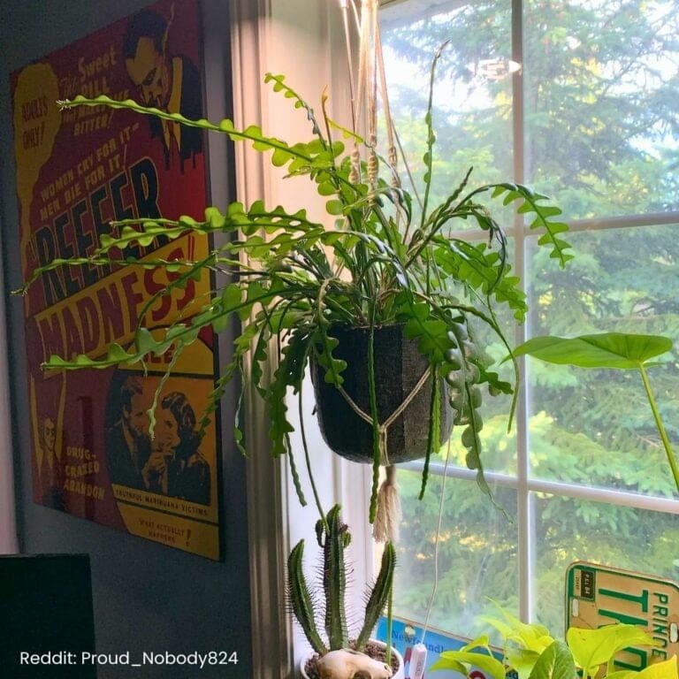 Fishbone Cactus Care: Everything You Need To Know!