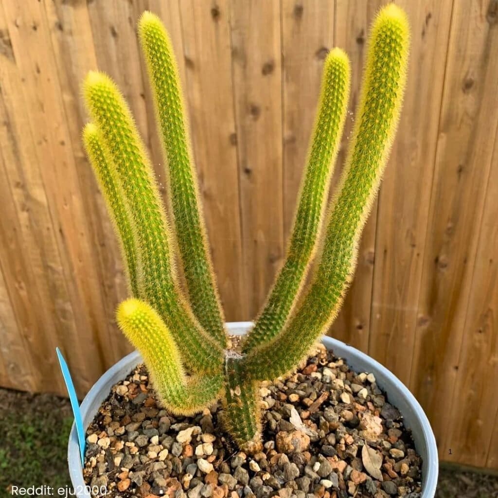 Golden Rat Tail Cactus