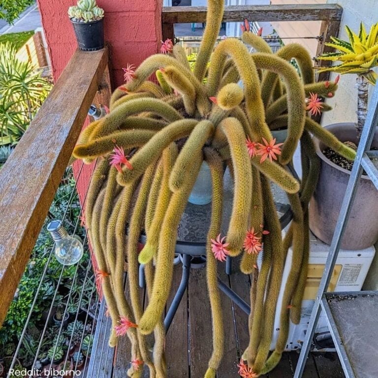 How to Care for Golden Rat Tail Cactus?