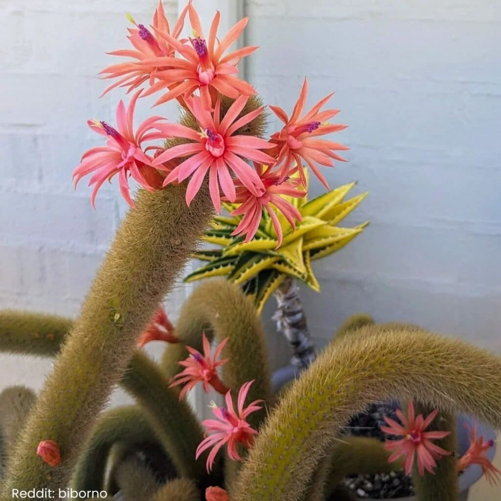 Golden Rat Tail Cactus 4