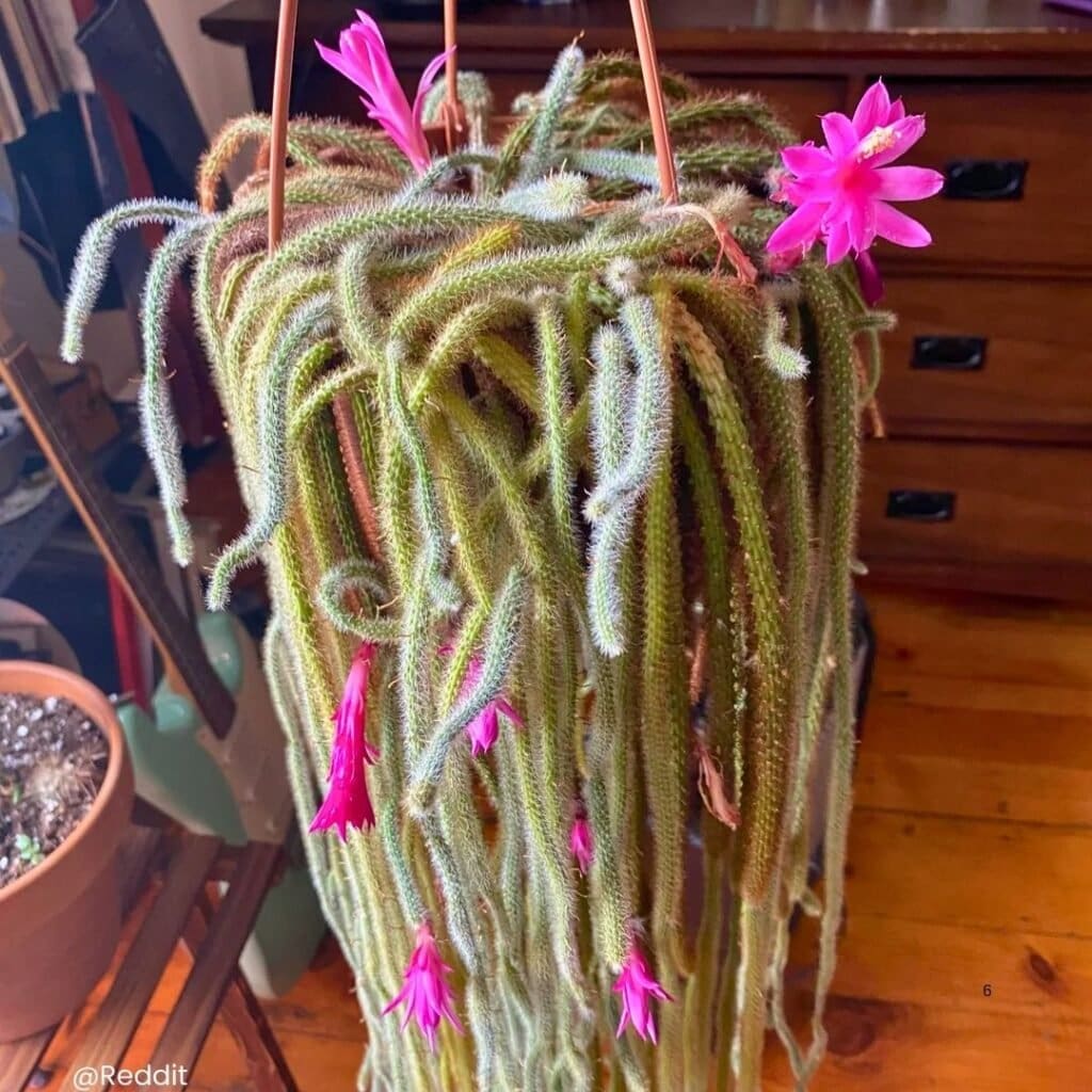 Golden Rat Tail Cactus 6