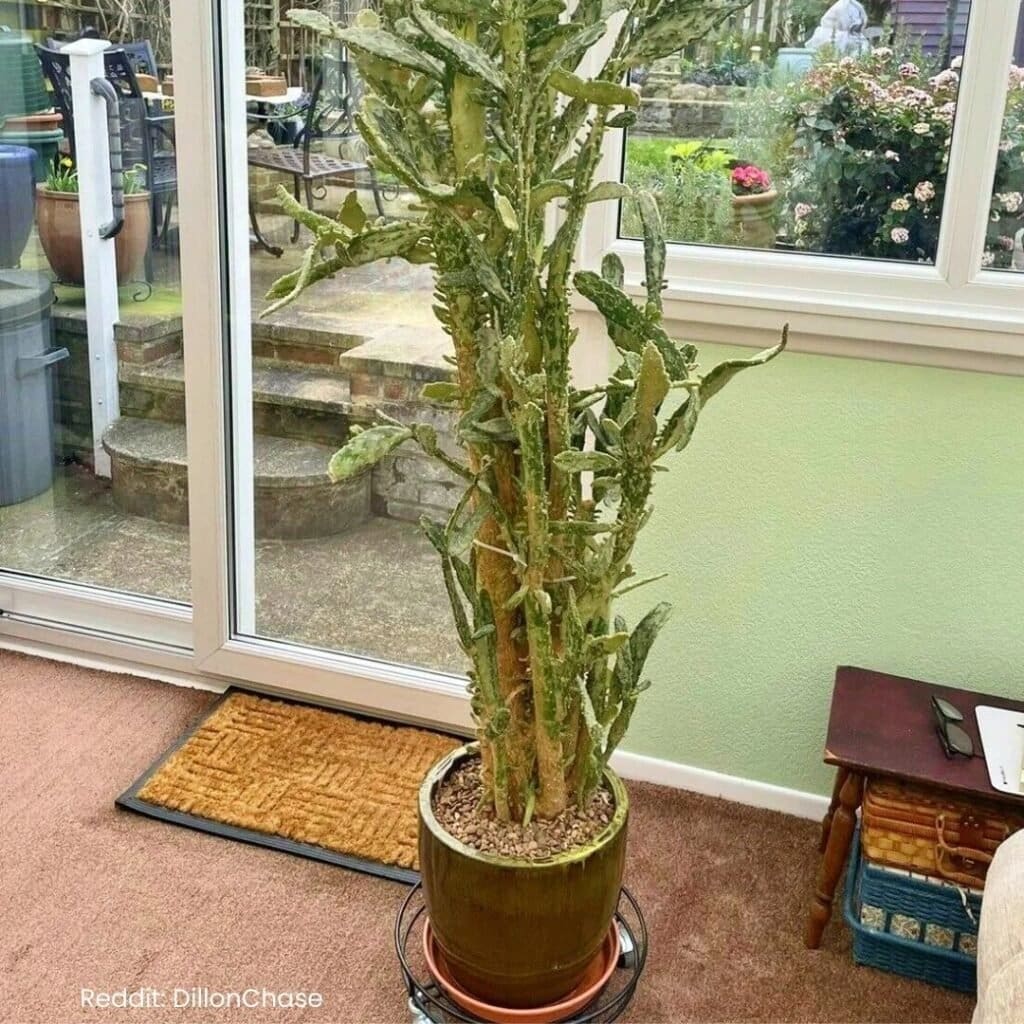 Josephs Coat Cactus Care 2