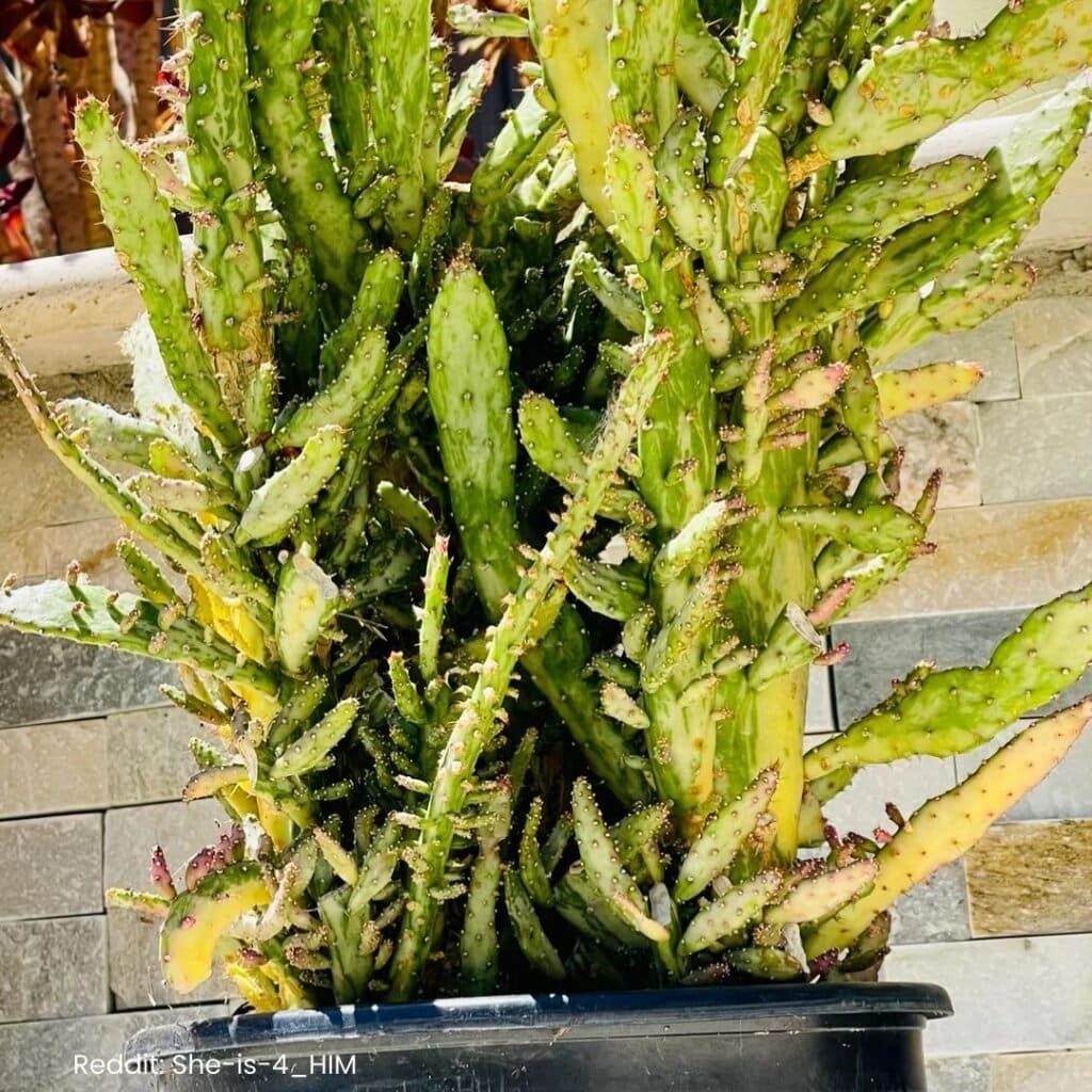 Josephs Coat Cactus Care 4