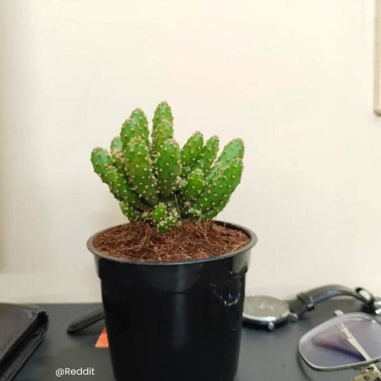 Josephs Coat Cactus Care: Tips for Thriving Succulents