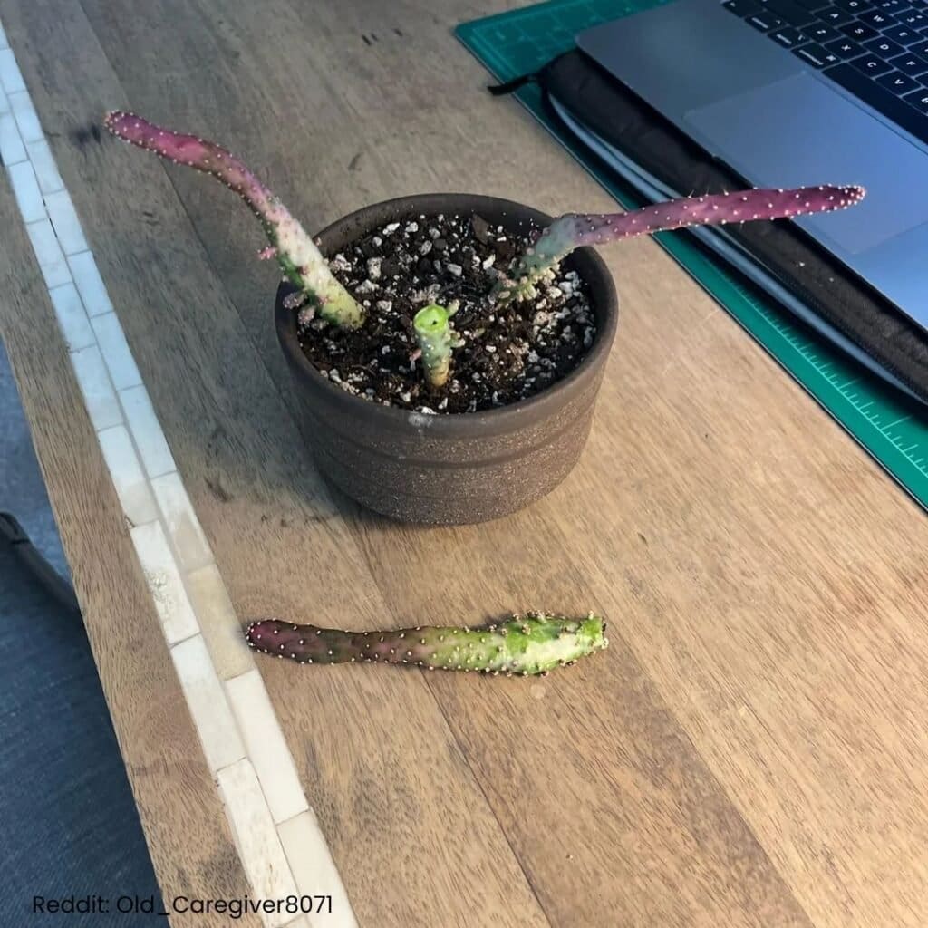Josephs Coat Cactus Care 7