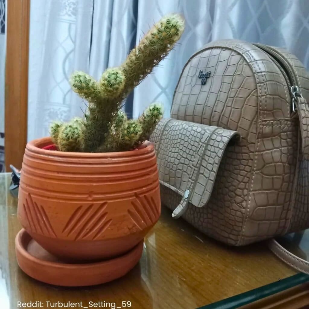 Ladyfinger Cactus Care 2